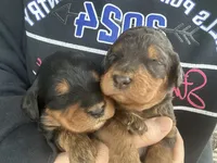 Phantom f1b, a female Miniature Bernedoodle for sale in Canton, TX – Photo 4 of 9