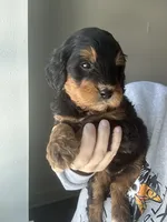 Phantom f1b, a female Miniature Bernedoodle for sale in Canton, TX – Photo 6 of 9