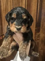 Phantom f1b, a female Miniature Bernedoodle for sale in Canton, TX – Photo 2 of 9