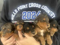 Phantom f1b, a female Miniature Bernedoodle for sale in Canton, TX – Photo 3 of 9