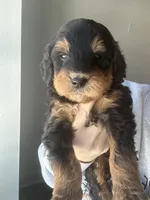 Phantom f1b, a female Miniature Bernedoodle for sale in Canton, TX – Photo 8 of 9