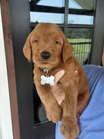 F1 standard, a male Goldendoodle for sale in Canton, TX – 5 of 7