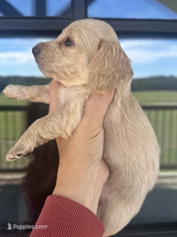Darker cream AKC LH – Miniature Dachshund puppy for sale in Canton, TX
