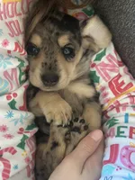 AKC DAPPLE, a female Miniature Dachshund for sale in Canton, TX – Photo 2 of 10