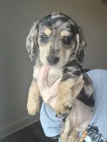 AKC DAPPLE, a female Miniature Dachshund for sale in Canton, TX – Photo 1 of 10