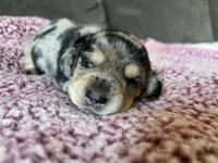 AKC DAPPLE, a female Miniature Dachshund for sale in Canton, TX – Photo 8 of 10