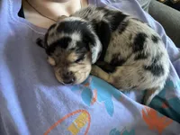 AKC DAPPLE, a female Miniature Dachshund for sale in Canton, TX – Photo 6 of 10