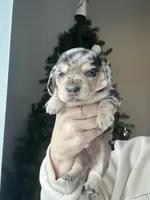 AKC DAPPLE, a female Miniature Dachshund for sale in Canton, TX – Photo 4 of 10