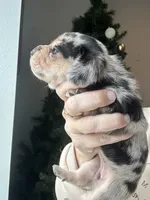 AKC DAPPLE, a female Miniature Dachshund for sale in Canton, TX – Photo 7 of 10