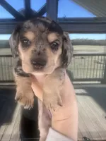 AKC DAPPLE, a female Miniature Dachshund for sale in Canton, TX – Photo 9 of 10