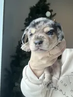 AKC DAPPLE, a female Miniature Dachshund for sale in Canton, TX – Photo 5 of 10