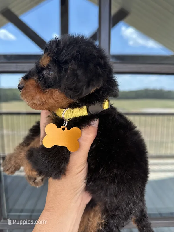 Little yellow collar  – Bernedoodle puppy for sale in Canton, TX