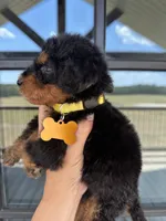 Little yellow collar , a male Bernedoodle for sale in Canton, TX – 1 of 4