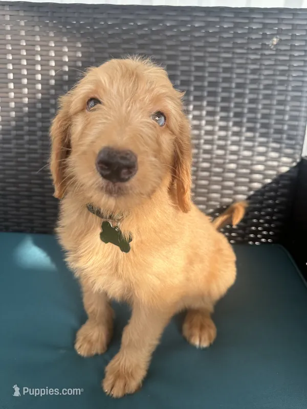 Green – Goldendoodle puppy for sale in Canton, TX