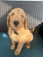 Green, a male Goldendoodle for sale in Canton, TX – 1 of 3