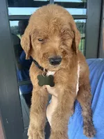 F1 small standard, a male Goldendoodle for sale in Canton, TX – 5 of 5