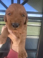 Red f1 boy, a male Goldendoodle for sale in Canton, TX – 3 of 3