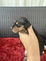 Black and tan boy, a male Miniature Dachshund for sale in Canton, TX – 3 of 4