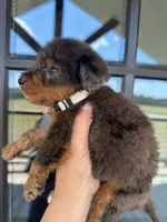 Merle F1b medium , a male Bernedoodle for sale in Canton, TX – 5 of 5