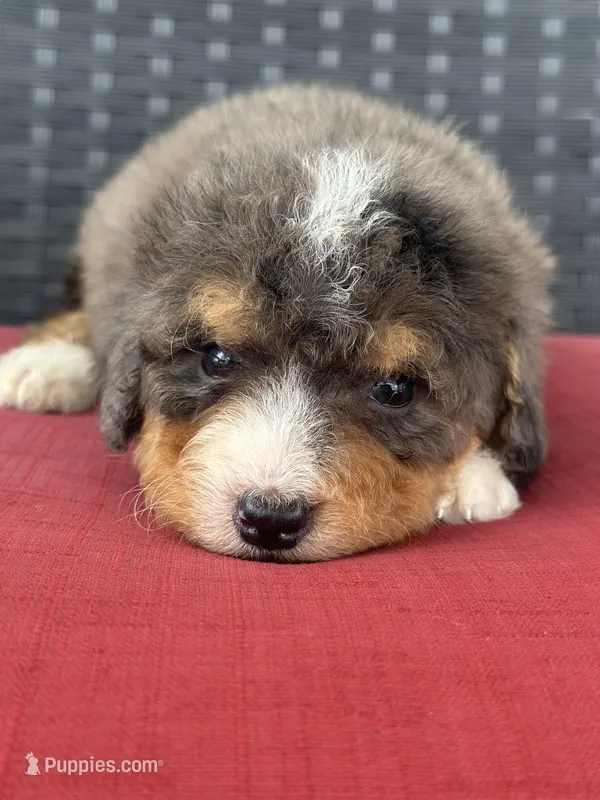 Merle tri color  – Bernedoodle, Miniature Bernedoodle puppy for sale in Canton, TX