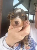 Merle tri color , a male Bernedoodle and Miniature Bernedoodle for sale in Canton, TX – Photo 1 of 3