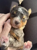 Merle tri color , a male Bernedoodle and Miniature Bernedoodle for sale in Canton, TX – Photo 3 of 3