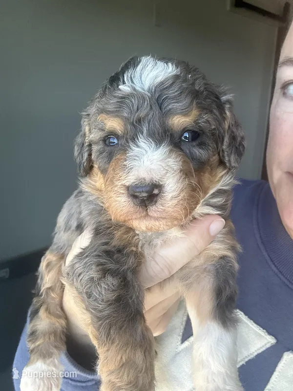 Merle tri color  – Bernedoodle, Miniature Bernedoodle puppy for sale in Canton, TX