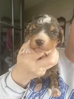 Merle tri color , a male Bernedoodle and Miniature Bernedoodle for sale in Canton, TX – Photo 2 of 3