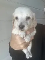 Cream AKC LH, a female Miniature Dachshund for sale in Canton, TX – 2 of 5