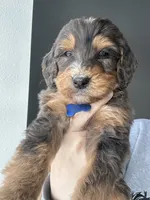 Merle F1b-blue, a male Miniature Bernedoodle for sale in Canton, TX – Photo 6 of 6