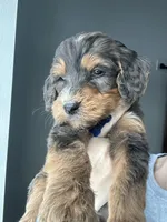 Merle F1b-blue, a male Miniature Bernedoodle for sale in Canton, TX – Photo 5 of 6