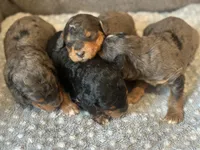 Merle F1b-blue, a male Miniature Bernedoodle for sale in Canton, TX – Photo 3 of 6