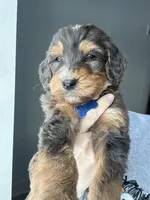 Merle F1b-blue, a male Miniature Bernedoodle for sale in Canton, TX – Photo 1 of 6