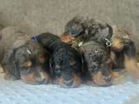 Merle F1b-blue, a male Miniature Bernedoodle for sale in Canton, TX – Photo 2 of 6