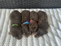 Teal girl, a female Miniature Dachshund for sale in Canton, TX – 4 of 4