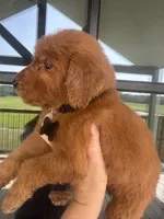 F1 small standard, a male Goldendoodle for sale in Canton, TX – 3 of 5