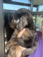 Phantom merle , a male Goldendoodle for sale in Canton, TX – 2 of 4
