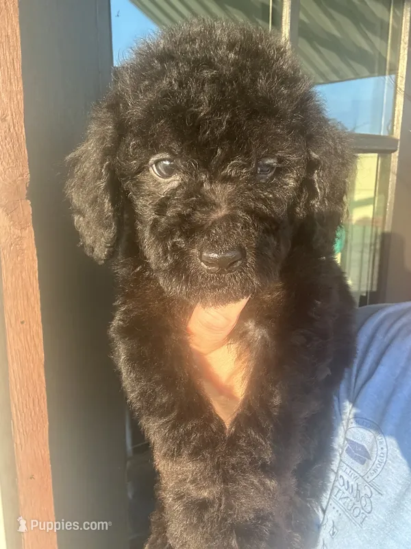 F1b medium black  – Goldendoodle puppy for sale in Canton, TX