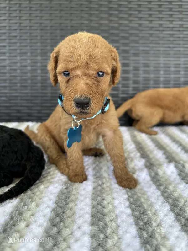 F1b medium girl – Goldendoodle puppy for sale in Canton, TX