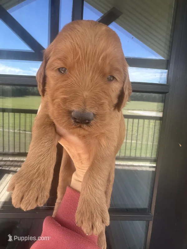 Red girl f1 – Goldendoodle puppy for sale in Canton, TX