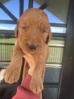 Red girl f1, a female Goldendoodle for sale in Canton, TX – 1 of 3