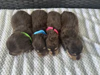 Neon girl, a female Miniature Dachshund for sale in Canton, TX – 4 of 4