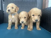 F1 girlie English cream- neon, a female Goldendoodle for sale in Canton, TX – 5 of 5