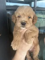 teal collar- cream goldendoodle , a female Goldendoodle for sale in Canton, TX – 5 of 5