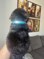 Teal - medium f1b, a female Bernedoodle for sale in Canton, TX – 2 of 4