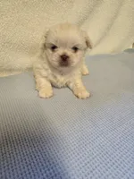 Max, a male Pekingese for sale in Lincoln, AR – 3 of 10