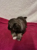 Kellie , a female Pekingese for sale in Lincoln, AR – 3 of 10
