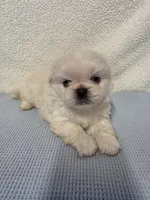 Ace, a male Pekingese for sale in Lincoln, AR – 10 of 10