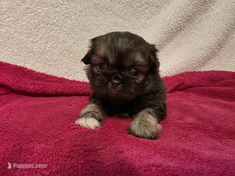 Kellie  – Pekingese puppy for sale in Lincoln, AR