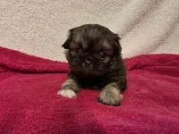 Kellie , a female Pekingese for sale in Lincoln, AR – 1 of 10